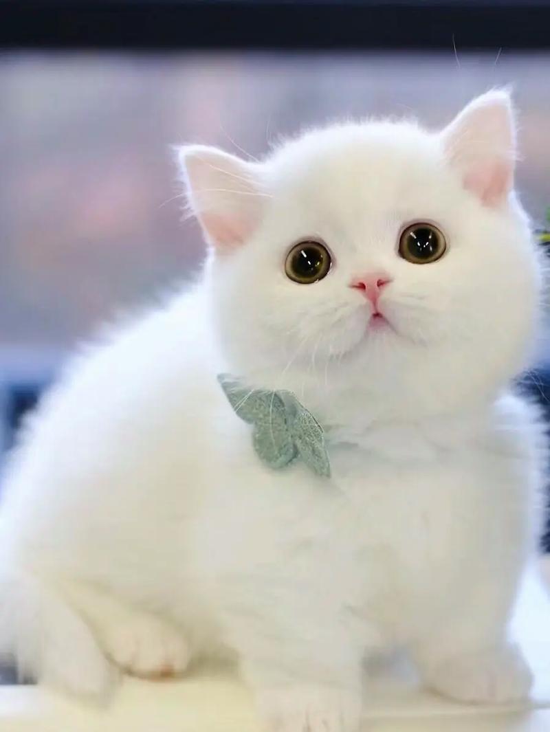 白色的猫-白色的猫有什么寓意-第6张图片 白色的猫-白色的猫有什么寓意-第6张图片