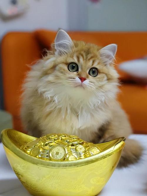 白色的猫-白色的猫有什么寓意-第8张图片 白色的猫-白色的猫有什么寓意-第8张图片