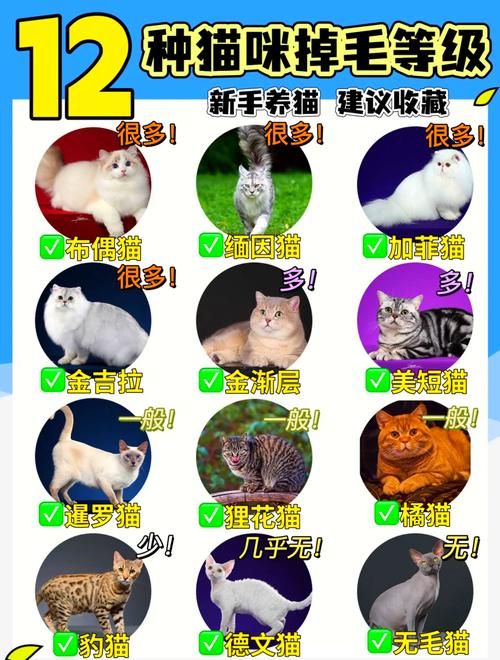 猫什么时候换毛-猫什么时候换毛期-第5张图片 猫什么时候换毛-猫什么时候换毛期-第5张图片