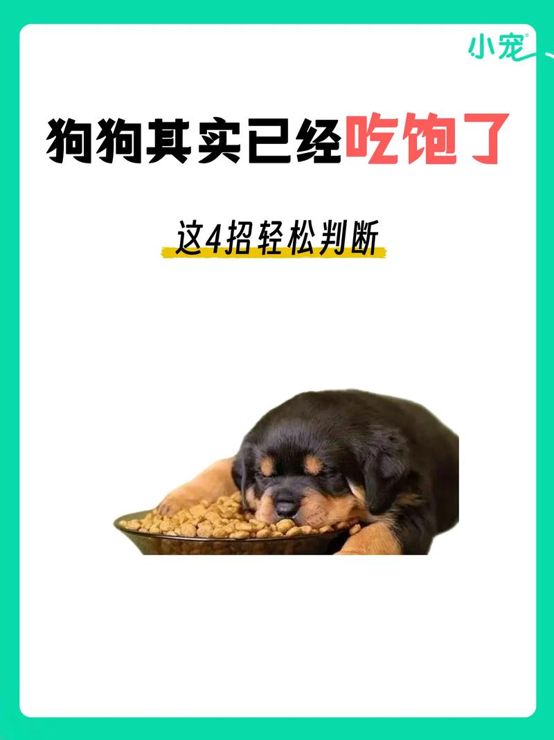 解析“狗狗吃米饭好还是狗粮好”你不知道的事-第1张图片 解析“狗狗吃米饭好还是狗粮好”你不知道的事-第1张图片