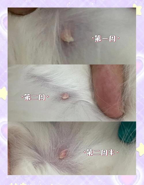 作为消费者“怀孕的猫咪可以洗澡吗”你不能不知道