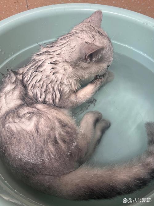作为消费者“怀孕的猫咪可以洗澡吗”你不能不知道-第8张图片 作为消费者“怀孕的猫咪可以洗澡吗”你不能不知道-第8张图片