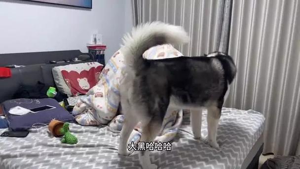 作为消费者“狗狗多长时间发一次情”你不能不知道-第4张图片 作为消费者“狗狗多长时间发一次情”你不能不知道-第4张图片