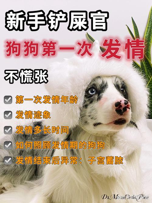作为消费者“狗狗多长时间发一次情”你不能不知道-第9张图片 作为消费者“狗狗多长时间发一次情”你不能不知道-第9张图片