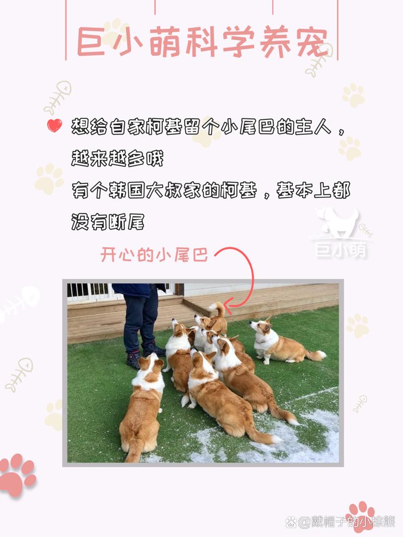 柯基的尾巴是怎么掉的-柯基犬的尾巴是被剪掉的吗-第3张图片 柯基的尾巴是怎么掉的-柯基犬的尾巴是被剪掉的吗-第3张图片