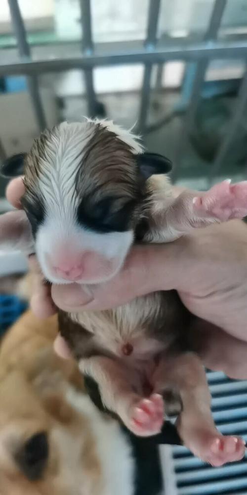 柯基的尾巴是怎么掉的-柯基犬的尾巴是被剪掉的吗-第5张图片 柯基的尾巴是怎么掉的-柯基犬的尾巴是被剪掉的吗-第5张图片