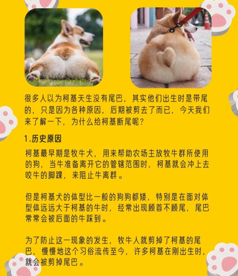 柯基的尾巴是怎么掉的-柯基犬的尾巴是被剪掉的吗-第6张图片 柯基的尾巴是怎么掉的-柯基犬的尾巴是被剪掉的吗-第6张图片