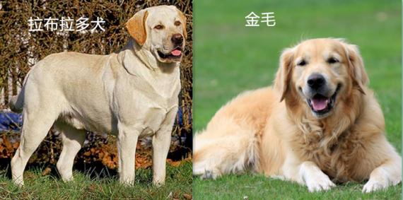 解析“金毛与拉布拉多的区别”你不知道的事-第2张图片 解析“金毛与拉布拉多的区别”你不知道的事-第2张图片