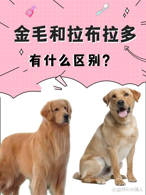 解析“金毛与拉布拉多的区别”你不知道的事-第5张图片 解析“金毛与拉布拉多的区别”你不知道的事-第5张图片