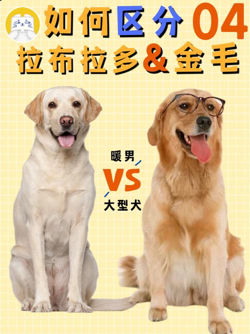 解析“金毛与拉布拉多的区别”你不知道的事-第6张图片 解析“金毛与拉布拉多的区别”你不知道的事-第6张图片