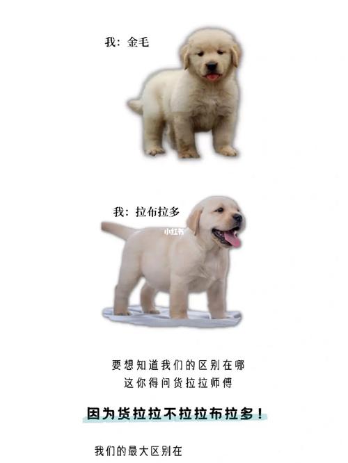 解析“金毛与拉布拉多的区别”你不知道的事-第10张图片 解析“金毛与拉布拉多的区别”你不知道的事-第10张图片