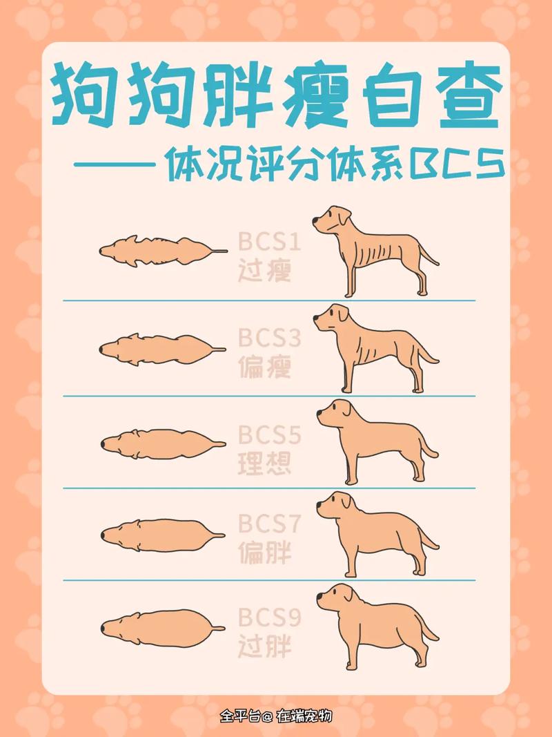 怎么判断狗狗胖瘦,怎样判断狗狗胖瘦-第3张图片 怎么判断狗狗胖瘦,怎样判断狗狗胖瘦-第3张图片
