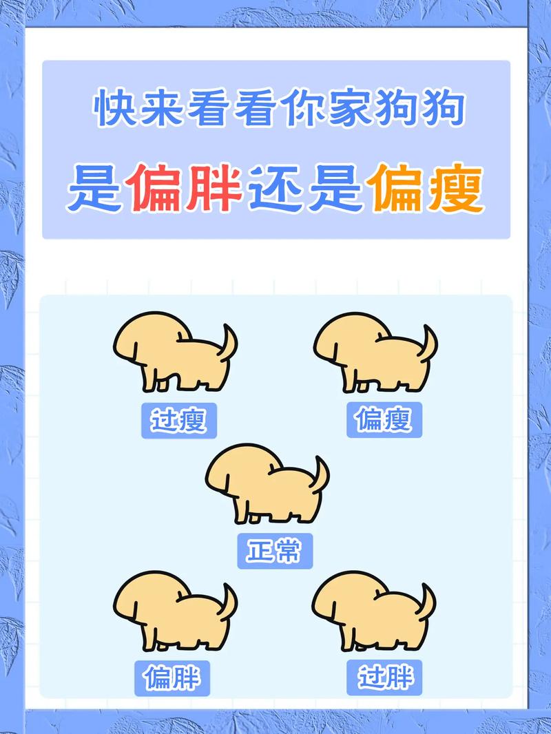 怎么判断狗狗胖瘦,怎样判断狗狗胖瘦-第5张图片 怎么判断狗狗胖瘦,怎样判断狗狗胖瘦-第5张图片