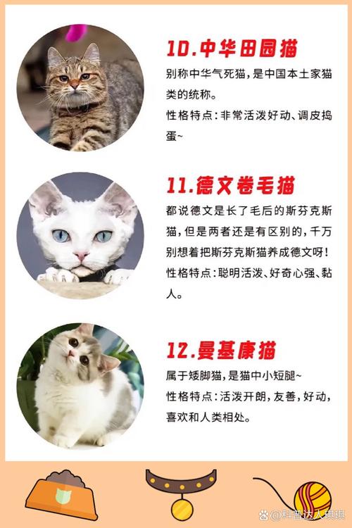 猫咪的品种/猫咪的品种大全图片160种