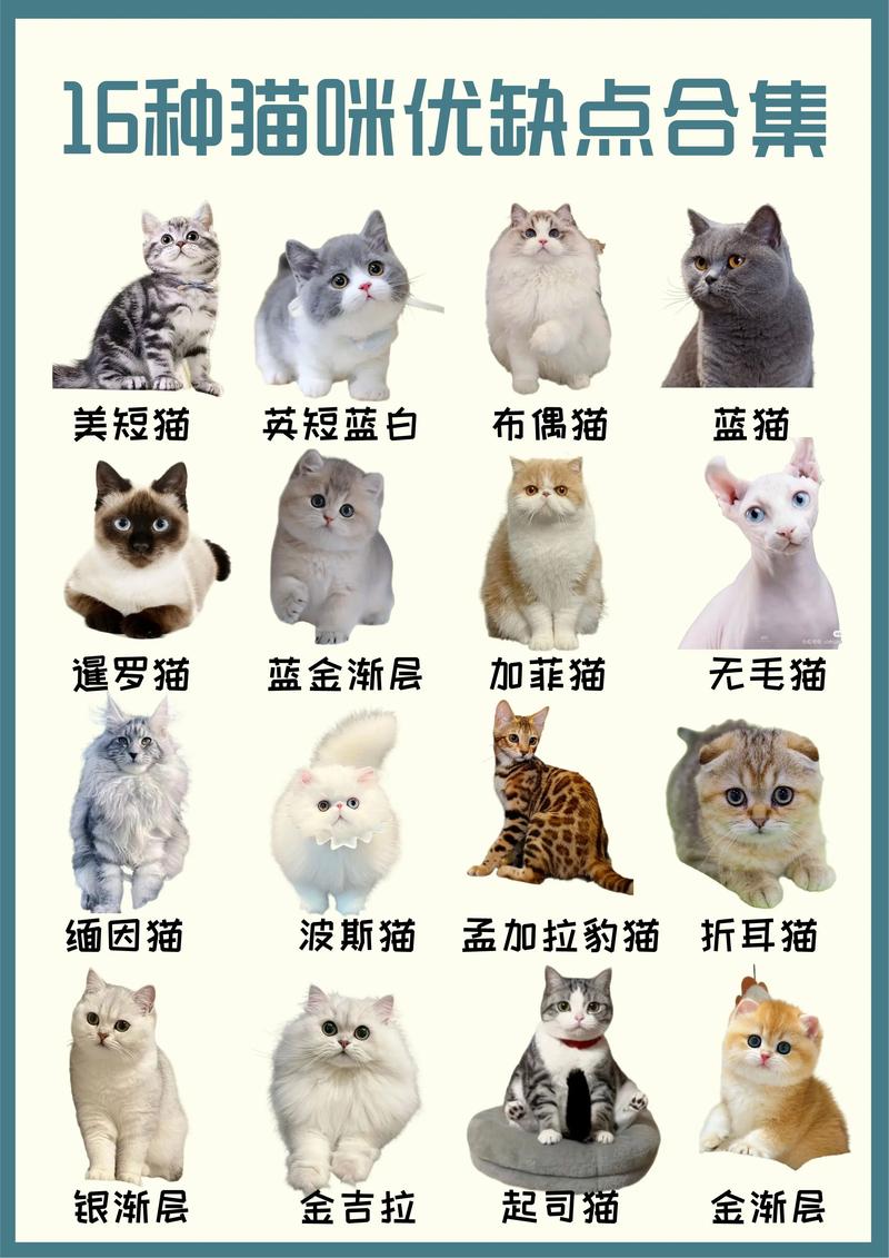 猫咪的品种/猫咪的品种大全图片160种-第5张图片 猫咪的品种/猫咪的品种大全图片160种-第5张图片