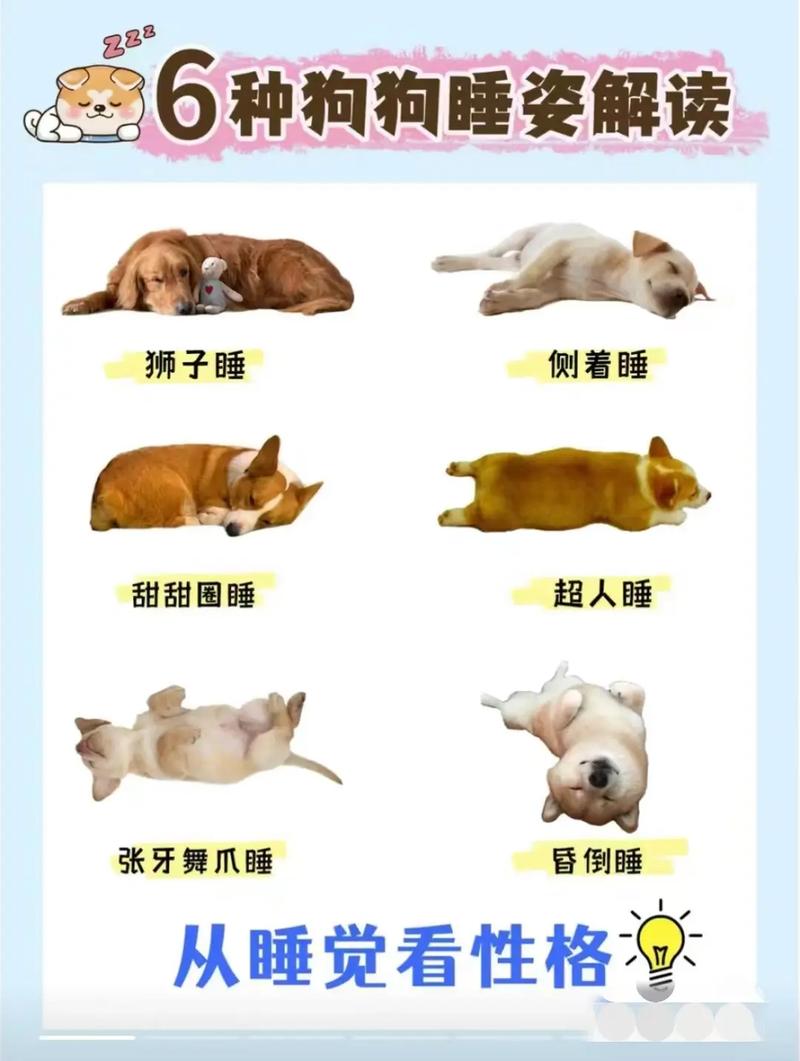 怎样哄狗狗睡觉-哄狗狗睡觉的方法