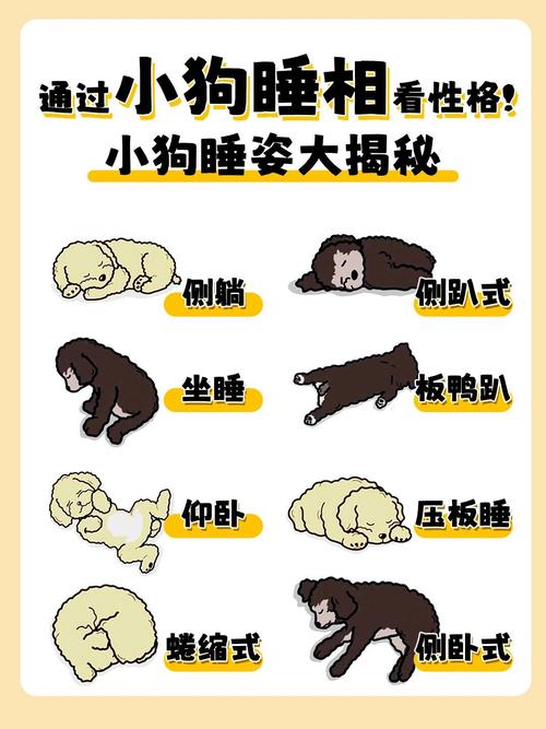 怎样哄狗狗睡觉-哄狗狗睡觉的方法-第2张图片 怎样哄狗狗睡觉-哄狗狗睡觉的方法-第2张图片