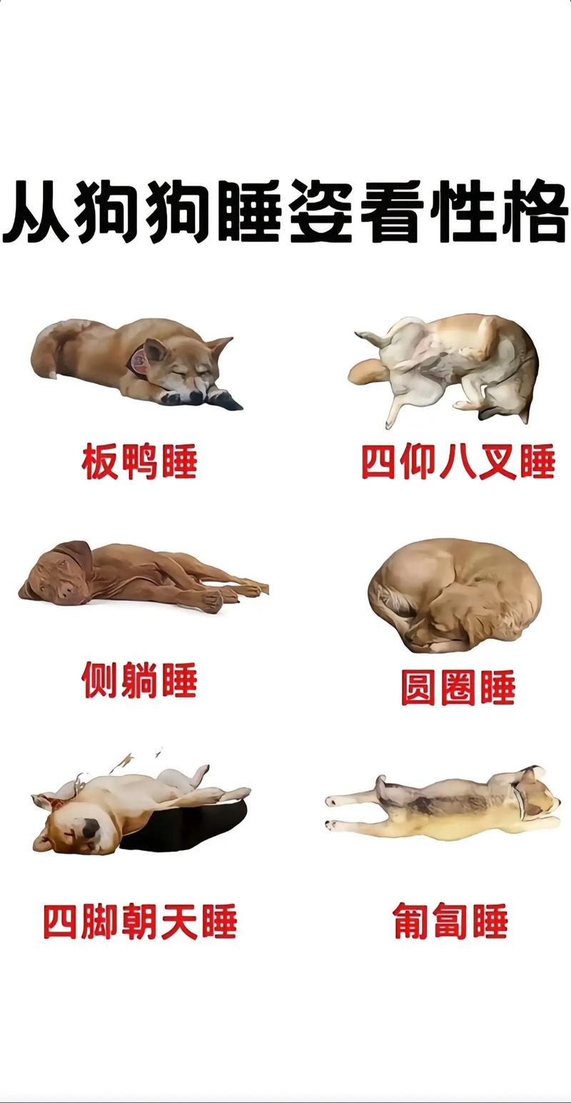 怎样哄狗狗睡觉-哄狗狗睡觉的方法-第5张图片 怎样哄狗狗睡觉-哄狗狗睡觉的方法-第5张图片