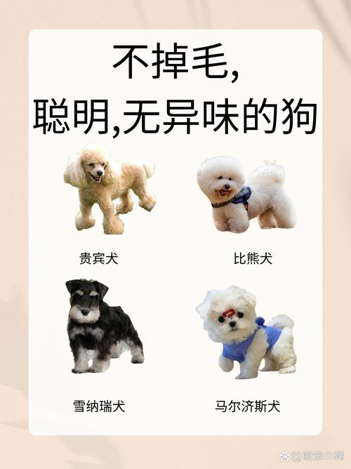 怎样哄狗狗睡觉-哄狗狗睡觉的方法-第6张图片 怎样哄狗狗睡觉-哄狗狗睡觉的方法-第6张图片