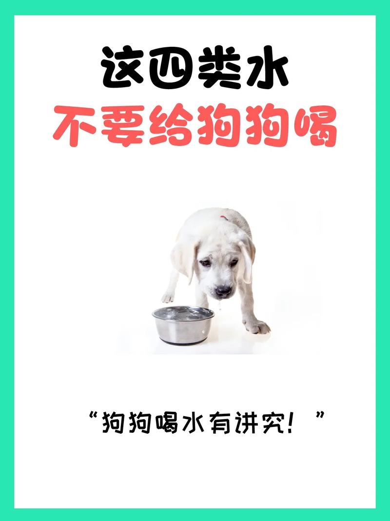 解析“狗狗多喝水好吗”你不知道的事