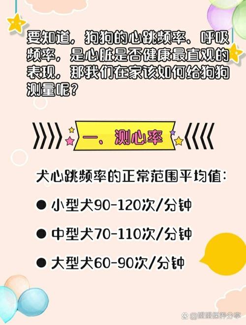 解析“狗狗呼吸频率多少正常”你不知道的事-第8张图片 解析“狗狗呼吸频率多少正常”你不知道的事-第8张图片