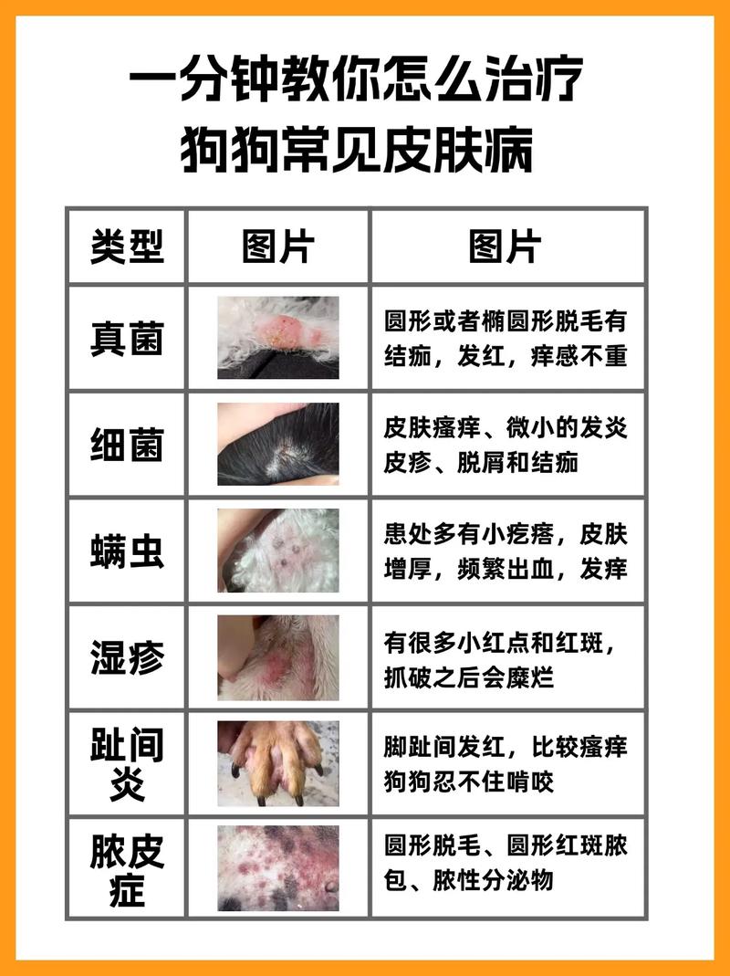 狗皮肤病药/狗皮肤病药浴多久一次-第10张图片 狗皮肤病药/狗皮肤病药浴多久一次-第10张图片