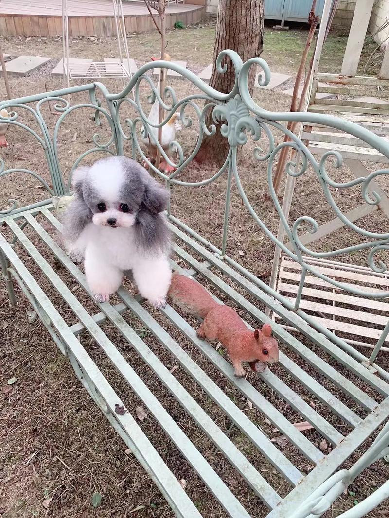 茶杯白泰迪多少钱一只,茶杯犬白色泰迪-第1张图片 茶杯白泰迪多少钱一只,茶杯犬白色泰迪-第1张图片