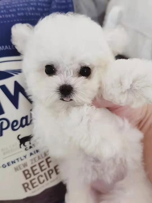 茶杯白泰迪多少钱一只,茶杯犬白色泰迪-第4张图片 茶杯白泰迪多少钱一只,茶杯犬白色泰迪-第4张图片
