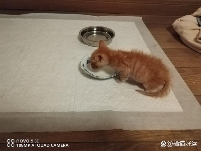 猫咪缩在小盒子里/猫咪缩在小盒子里怎么回事-第3张图片 猫咪缩在小盒子里/猫咪缩在小盒子里怎么回事-第3张图片