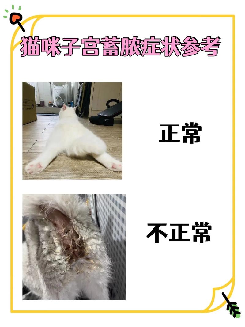 猫咪缩在小盒子里/猫咪缩在小盒子里怎么回事-第5张图片 猫咪缩在小盒子里/猫咪缩在小盒子里怎么回事-第5张图片