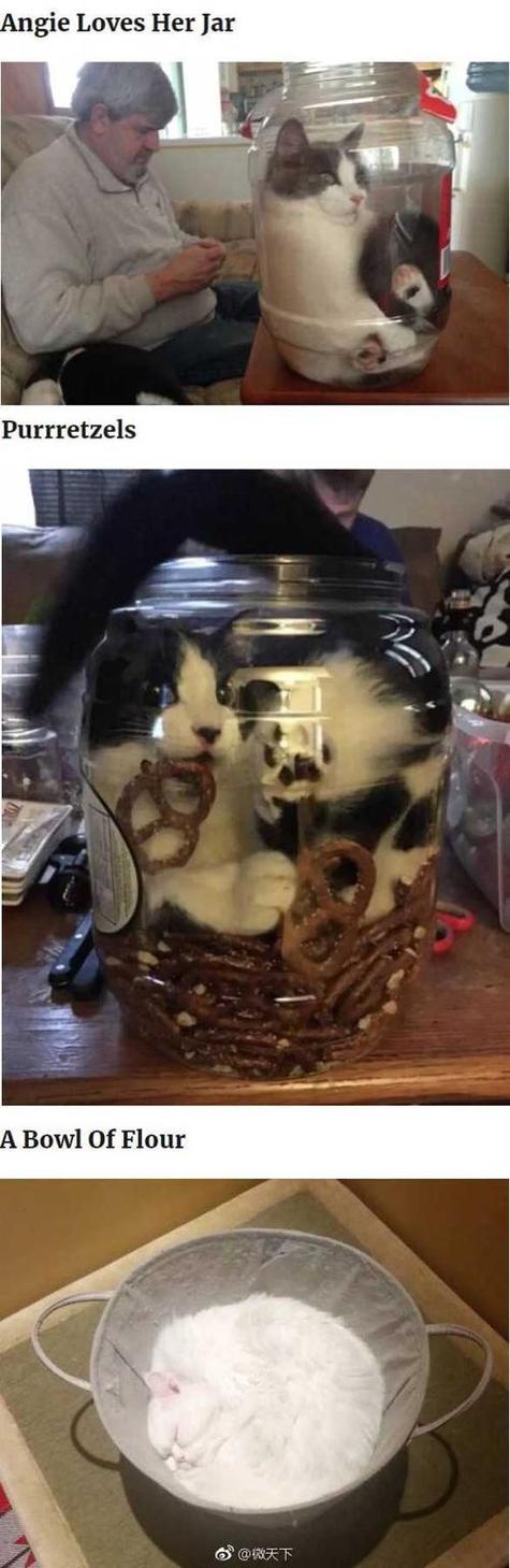 猫咪缩在小盒子里/猫咪缩在小盒子里怎么回事-第7张图片 猫咪缩在小盒子里/猫咪缩在小盒子里怎么回事-第7张图片