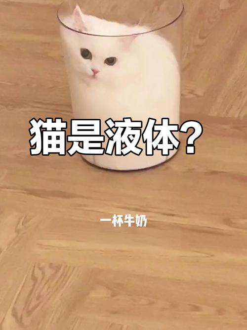 猫咪缩在小盒子里/猫咪缩在小盒子里怎么回事-第9张图片 猫咪缩在小盒子里/猫咪缩在小盒子里怎么回事-第9张图片