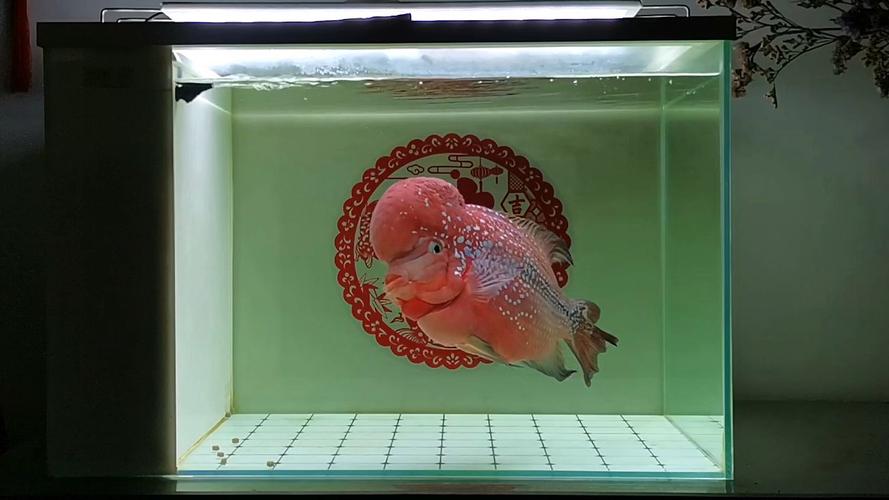 作为消费者“40厘米鱼缸养罗汉”你不能不知道-第2张图片 作为消费者“40厘米鱼缸养罗汉”你不能不知道-第2张图片