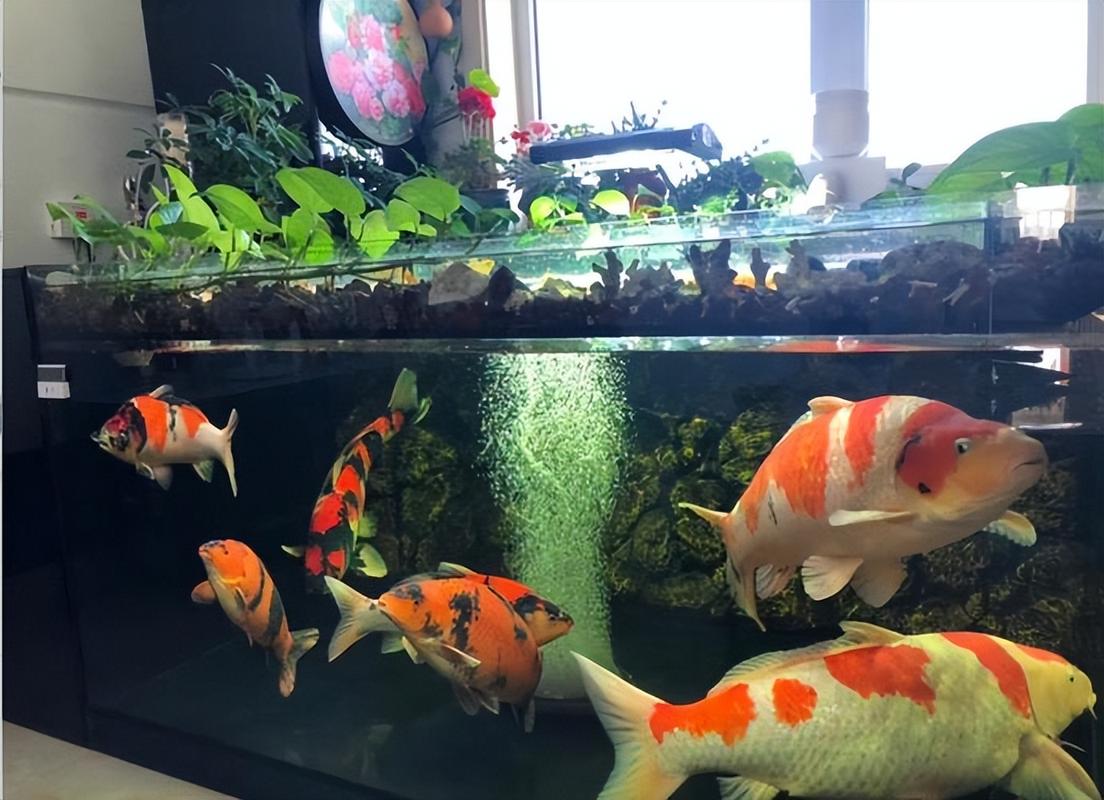作为消费者“40厘米鱼缸养罗汉”你不能不知道-第8张图片 作为消费者“40厘米鱼缸养罗汉”你不能不知道-第8张图片