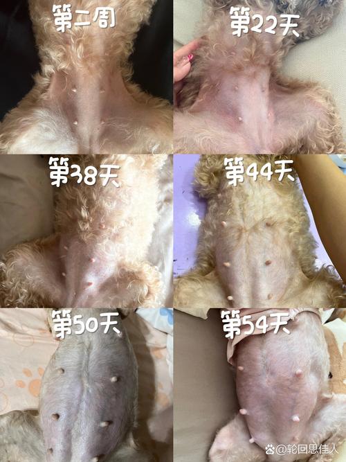 作为消费者“狗狗怀孕多长时间生”你不能不知道-第3张图片 作为消费者“狗狗怀孕多长时间生”你不能不知道-第3张图片