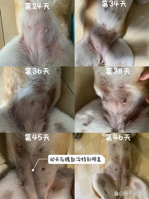 作为消费者“狗狗怀孕多长时间生”你不能不知道-第4张图片 作为消费者“狗狗怀孕多长时间生”你不能不知道-第4张图片