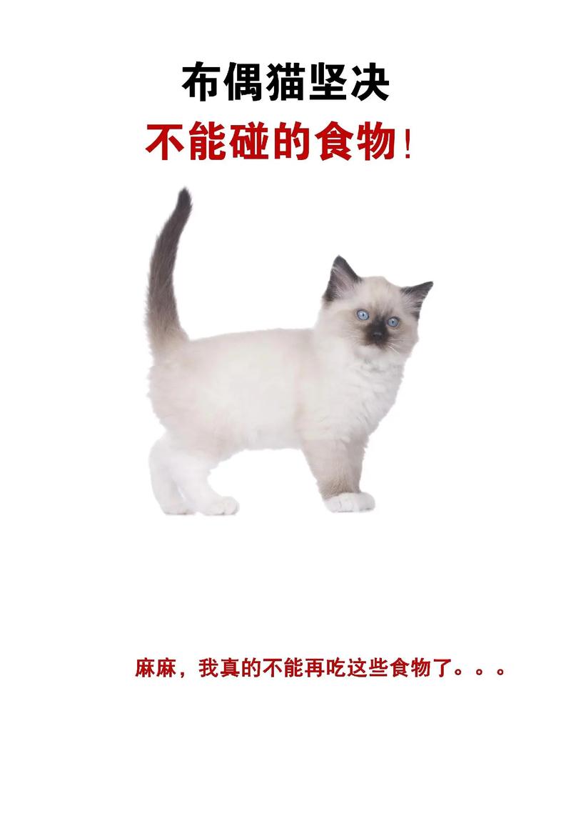 作为消费者“猫可以吃海苔吗”你不能不知道-第6张图片 作为消费者“猫可以吃海苔吗”你不能不知道-第6张图片