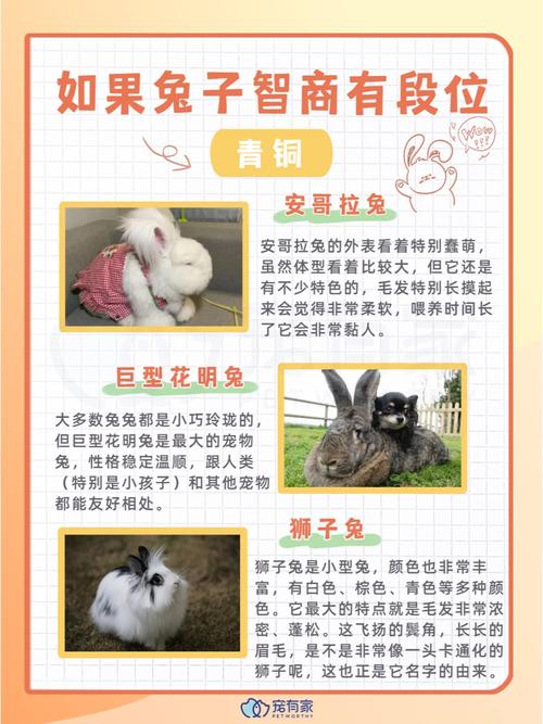 作为消费者“兔子听得懂人话吗”你不能不知道-第1张图片 作为消费者“兔子听得懂人话吗”你不能不知道-第1张图片