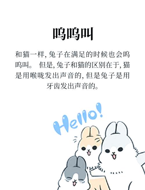 作为消费者“兔子听得懂人话吗”你不能不知道-第2张图片 作为消费者“兔子听得懂人话吗”你不能不知道-第2张图片