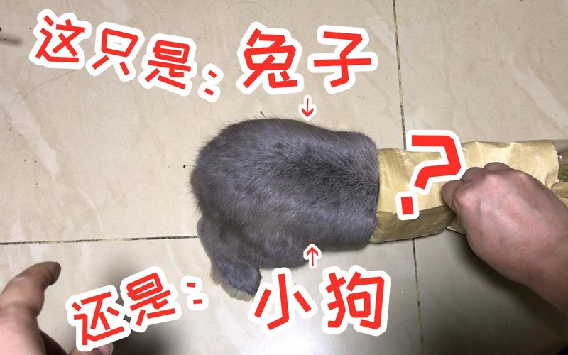 作为消费者“兔子听得懂人话吗”你不能不知道-第3张图片 作为消费者“兔子听得懂人话吗”你不能不知道-第3张图片