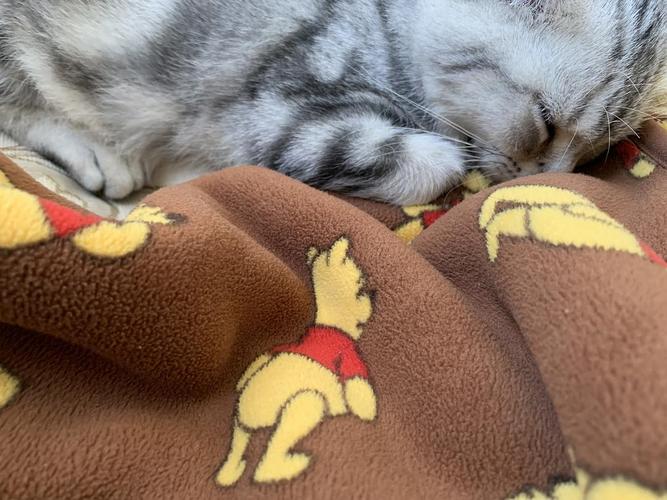 猫打完疫苗没精神-为什么小猫打完疫苗没精神