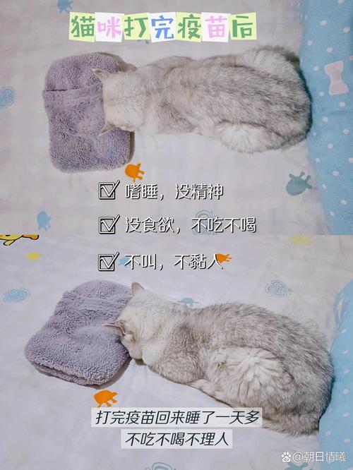 猫打完疫苗没精神-为什么小猫打完疫苗没精神-第4张图片 猫打完疫苗没精神-为什么小猫打完疫苗没精神-第4张图片