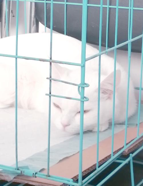 猫打完疫苗没精神-为什么小猫打完疫苗没精神-第10张图片 猫打完疫苗没精神-为什么小猫打完疫苗没精神-第10张图片