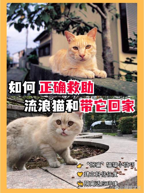捡到猫咪怎么处理-捡到猫咪应该怎么办-第6张图片 捡到猫咪怎么处理-捡到猫咪应该怎么办-第6张图片