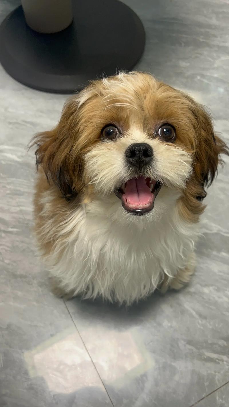 纯白色西施犬多少钱/全白西施犬