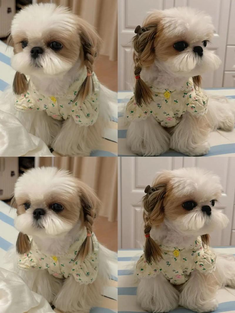 纯白色西施犬多少钱/全白西施犬-第2张图片 纯白色西施犬多少钱/全白西施犬-第2张图片