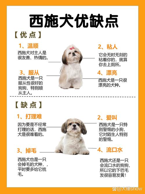 纯白色西施犬多少钱/全白西施犬-第3张图片 纯白色西施犬多少钱/全白西施犬-第3张图片