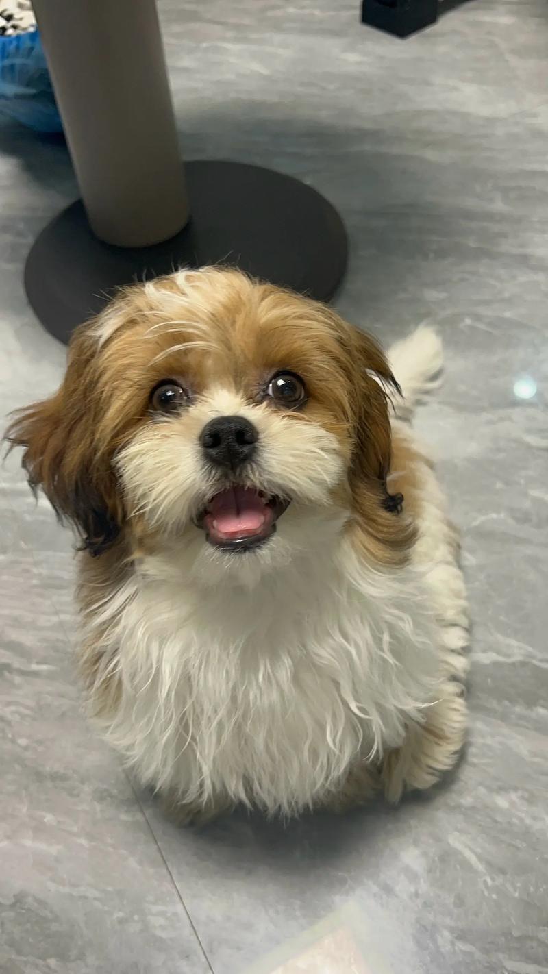 纯白色西施犬多少钱/全白西施犬-第4张图片 纯白色西施犬多少钱/全白西施犬-第4张图片