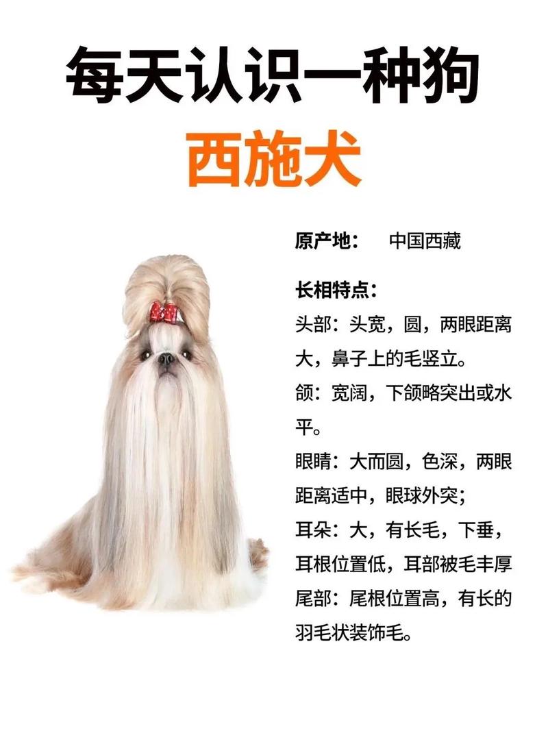 纯白色西施犬多少钱/全白西施犬-第5张图片 纯白色西施犬多少钱/全白西施犬-第5张图片