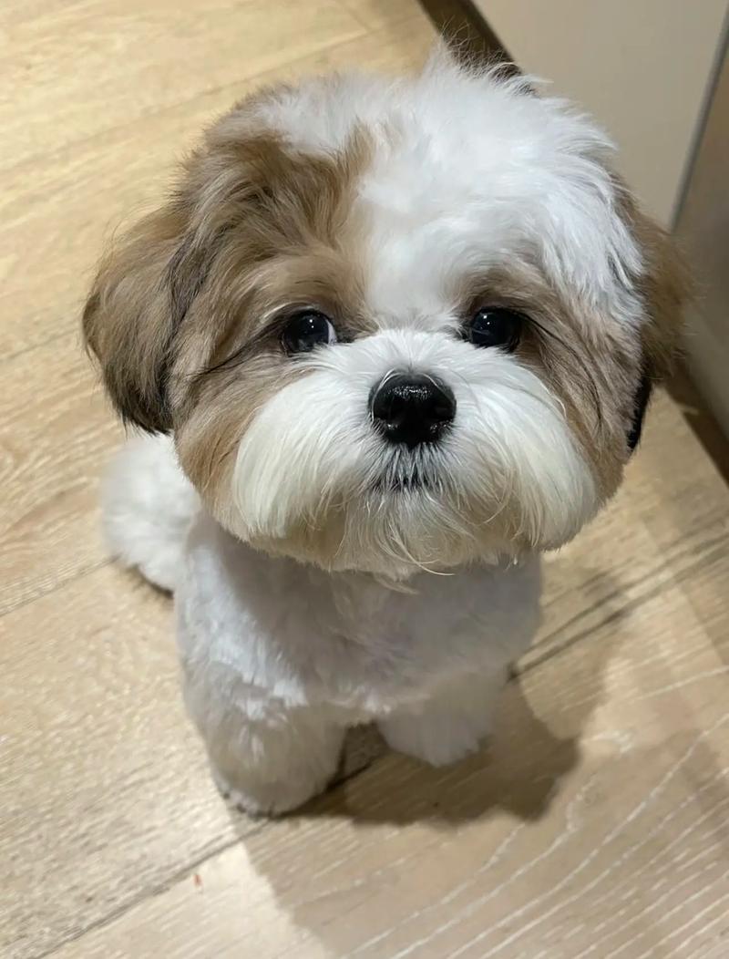 纯白色西施犬多少钱/全白西施犬-第8张图片 纯白色西施犬多少钱/全白西施犬-第8张图片
